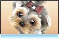 3d small dog picture: yorkshire terrier, maltese, model for animation